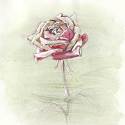 sketch rose